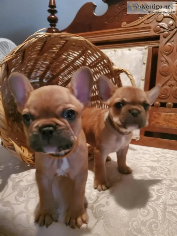 French Bulldog Puppies