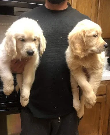 Merry xmas golden retriever puppies read