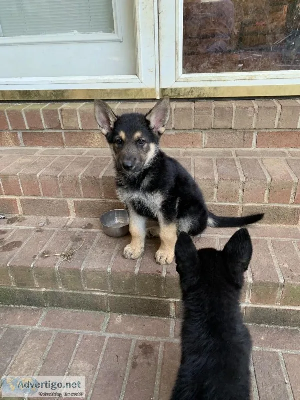 Akc German Shepherd pup