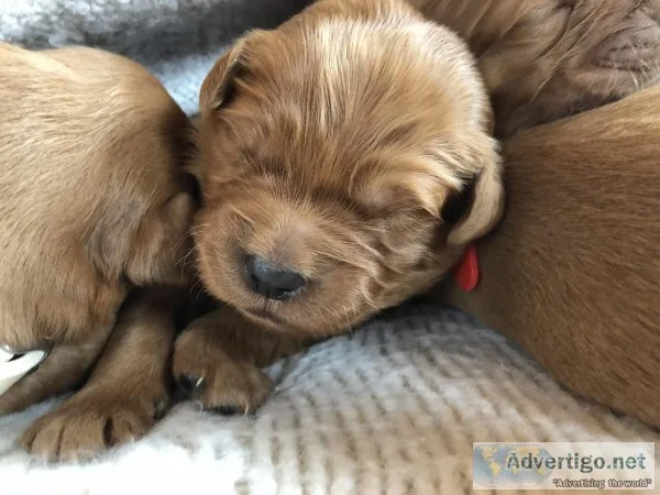 AKC Red Golden Retrievers