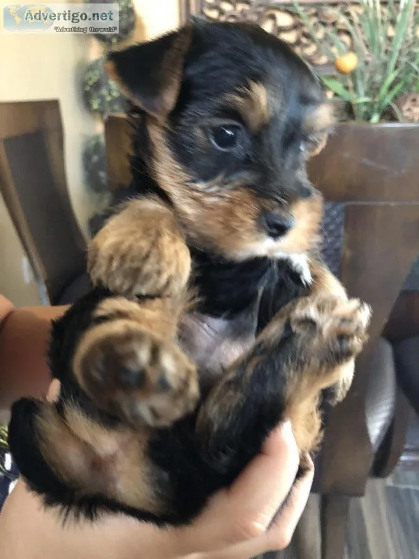Yorkie puppies
