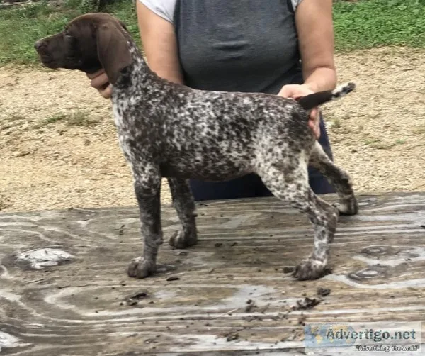 German Shorthaired pointer
