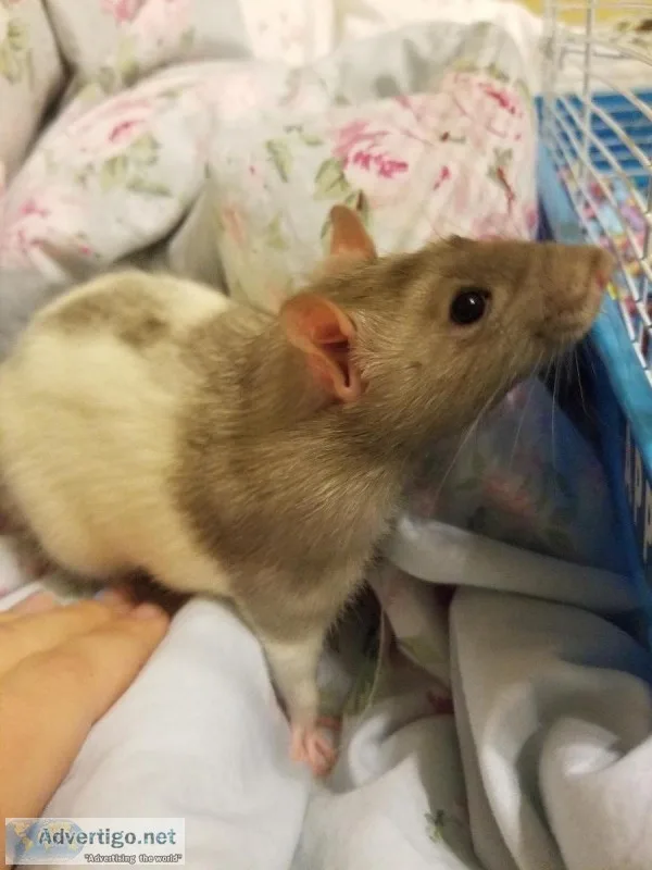 Two Boy Ratties Need a Home - Butters and Franky