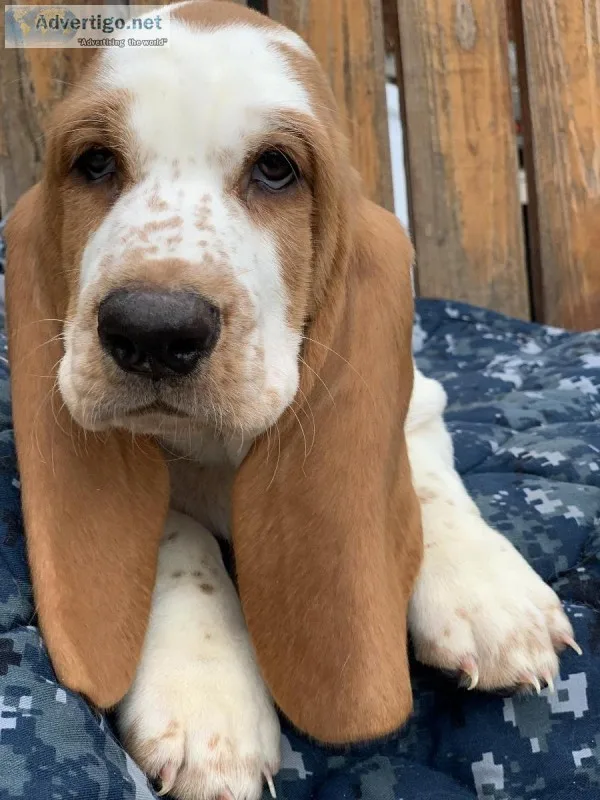 Ckc 12Euro Basset Hound Puppies