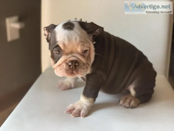 Chocolate English Bulldog Puppy