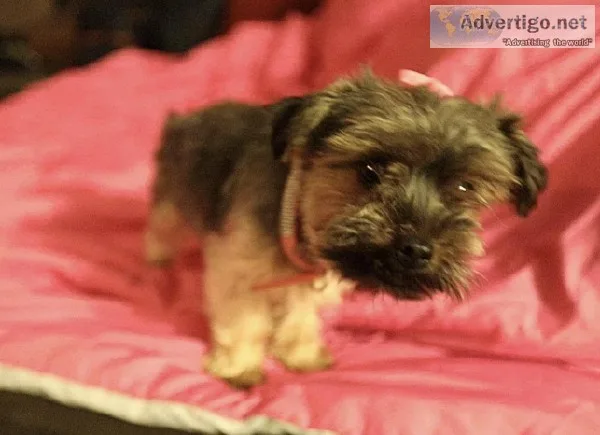 Mini Female Yorkie For Sale