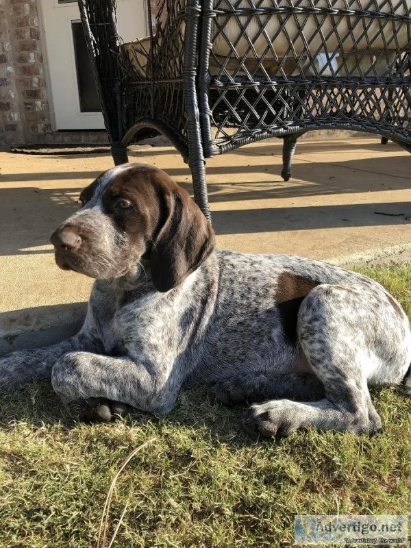 AKC German Shorthaired Pointer