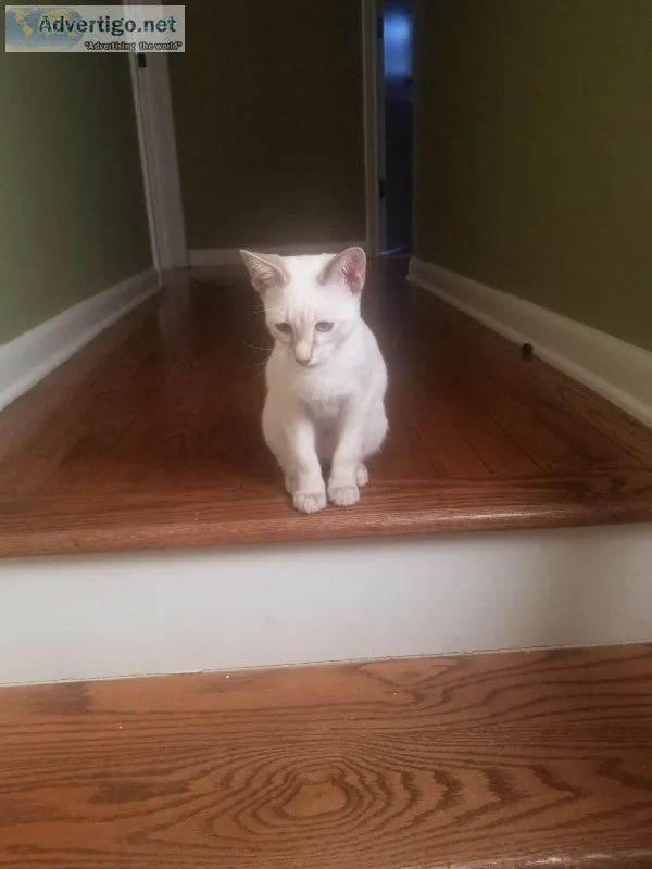Siamese Kitten