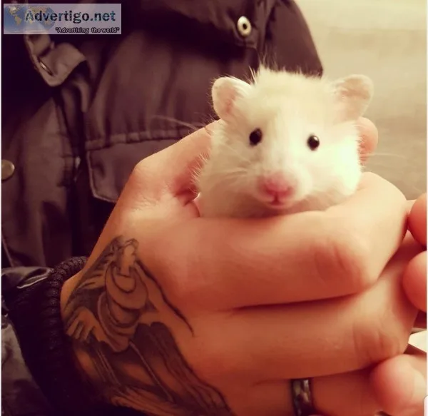 Baby hamster and full set up and free health check