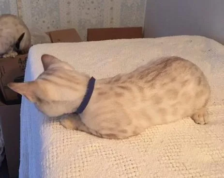 SNOW Bengal Kittens - TICA Registered