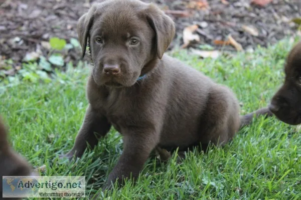 AKC Lab Puppies
