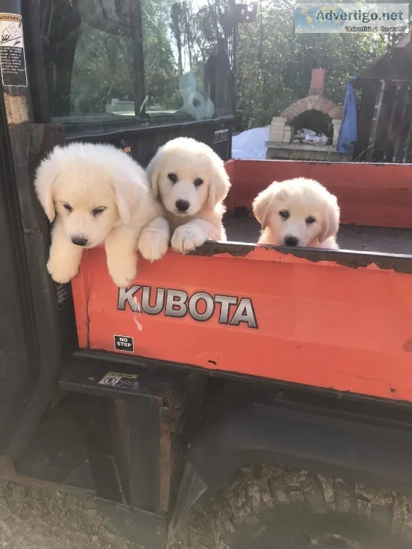 Puppies -anatolean pyrenees and mareema mix sheep dog