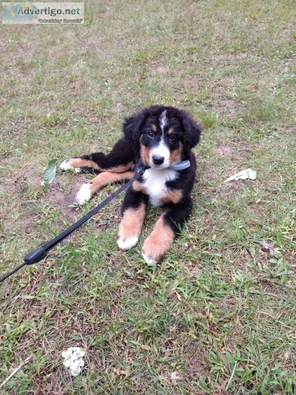 Male Bernese Mountain Dog Puppy