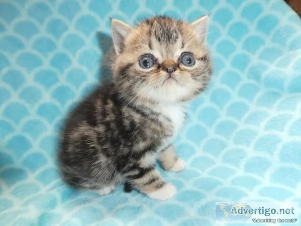 Exotic Short Hair Hybrid Kittens