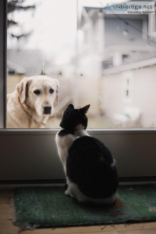 Alternative Therapy in Animal Chiropractic for Pain Recovery