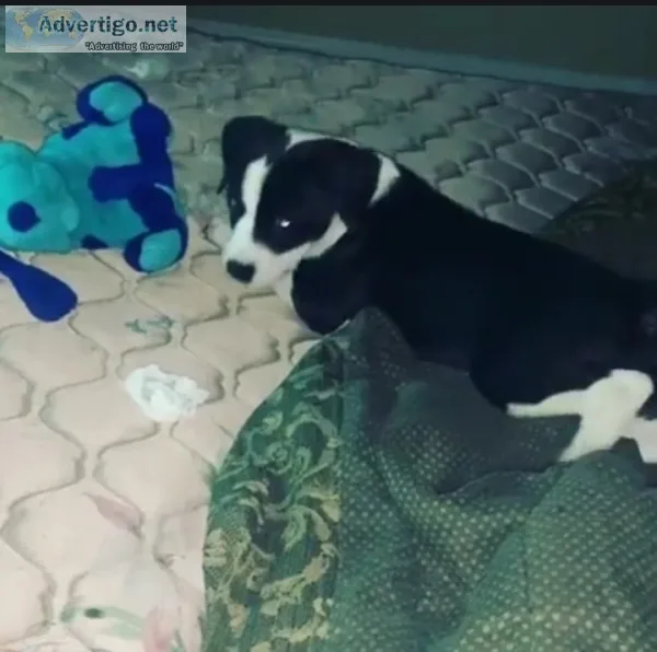 Catahoula leopard only ten weeks old