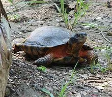 Tortoise