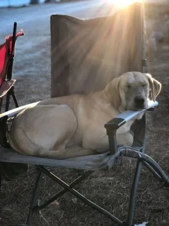 Golden Retriever Labrador mix