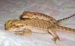 Bearded Dragon