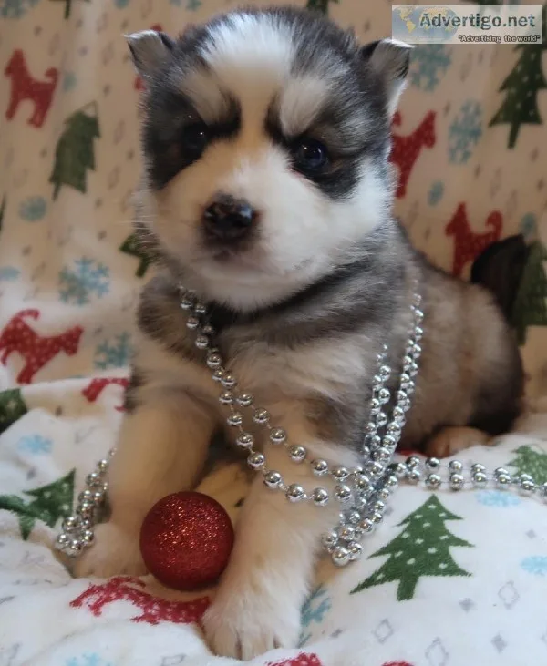 ASTRID-GRAYWHITE FEMALE