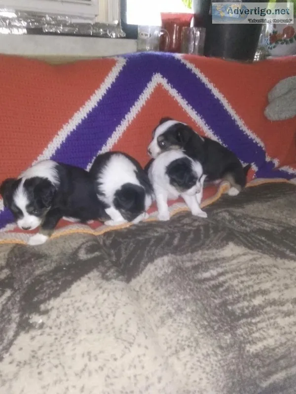 Australian Shepherd puppies