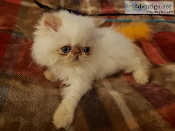 Cream Pt Himalayan wBlue Eyes