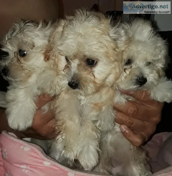 Maltipoo Puppies for sale