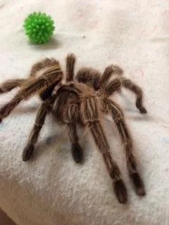 Tarantulas for sale