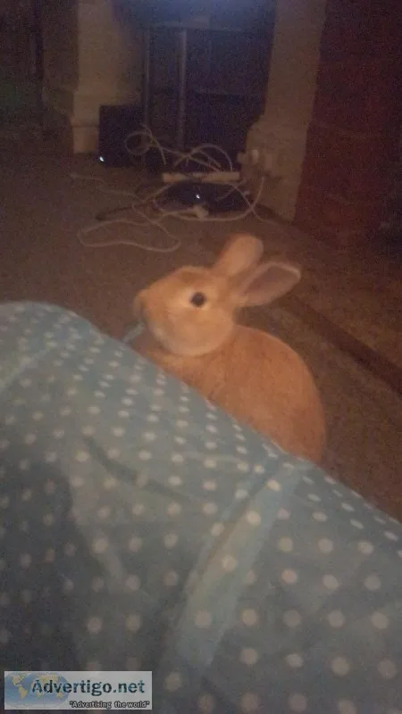 Male rabbit