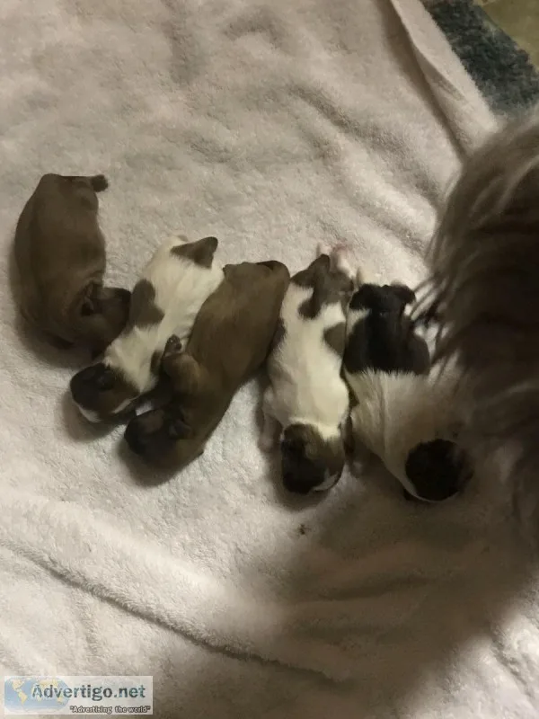Shorkies For Sale