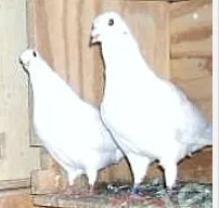 Doves