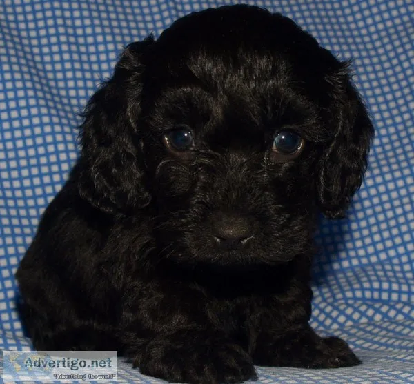Male Doxiepoo s