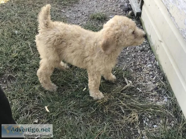 Standard Poodle puppies