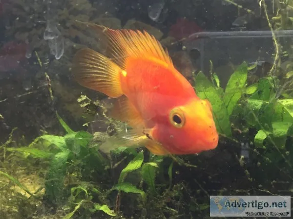 Parrot Cichlids