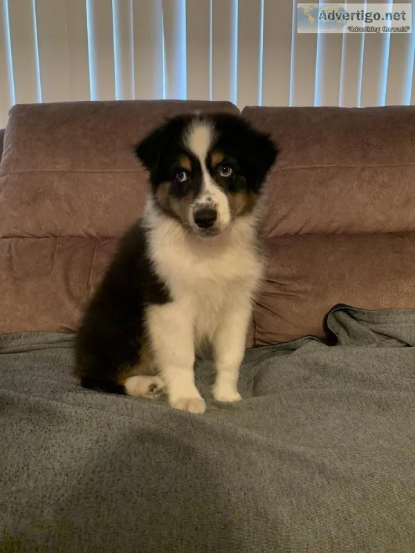 AKC registered Australian Shepard