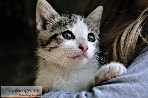 7 month old male cat