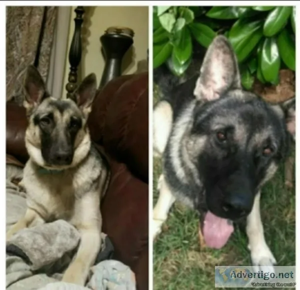 Silver Sable German Shepherd