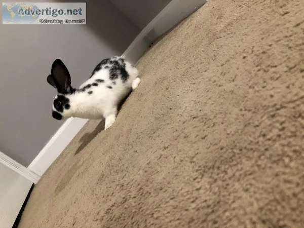 4 12 month old baby black and white rabbit