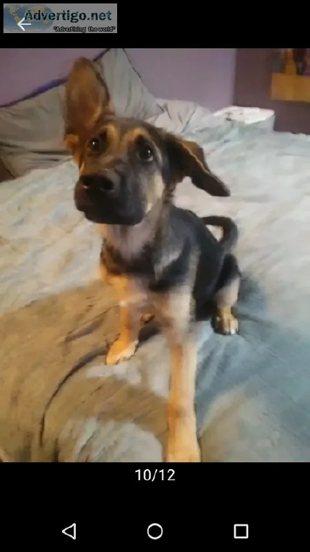 German Shepherd Puppies