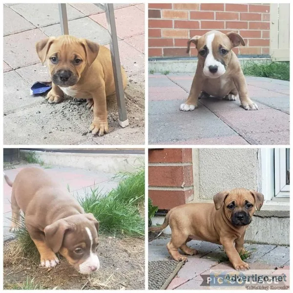 Tri Color puppies
