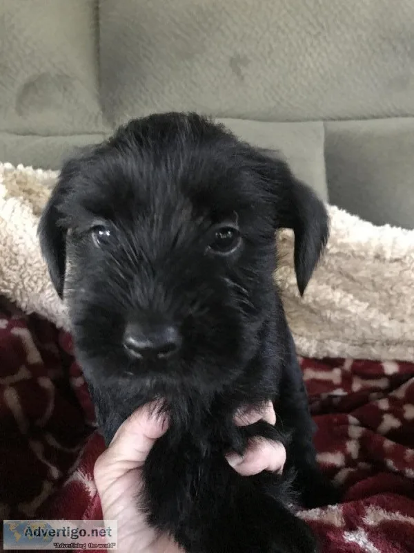 AKC Giant Schnauzer puppies