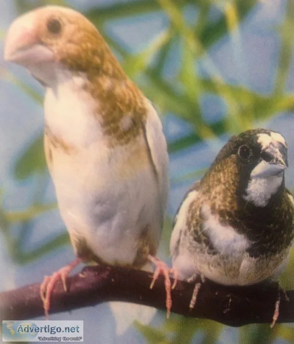 Finches