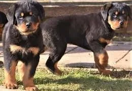 Adorable akc rottweiler puppies availabl
