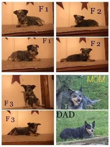 Mini Blue Heelers.