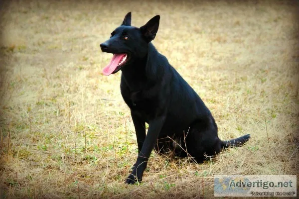 Dutch Shepherd pups pics of father