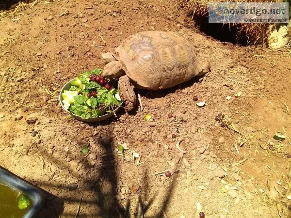 SULCATA TORTOISE HATCHLINGS