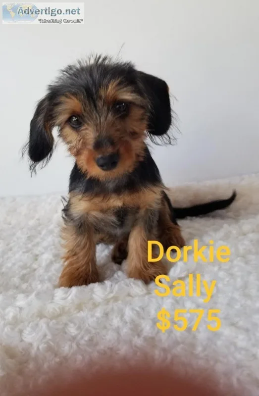 Sally Dorkie