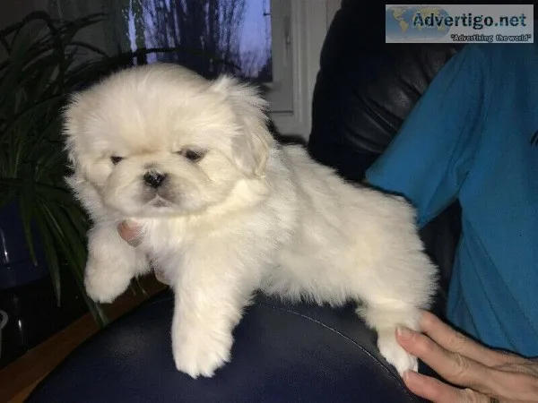 2 cream Royal Pekingeses
