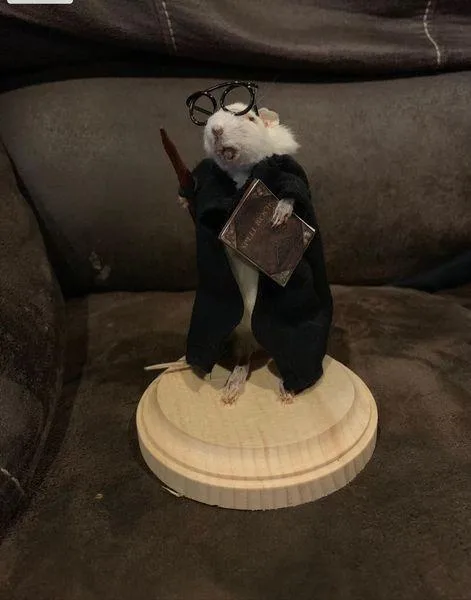 Taxidermy Rat making class