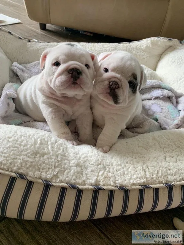 Gorgeous Female English Bulldog Puppies